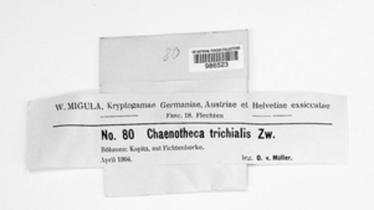 Chaenotheca trichialis image